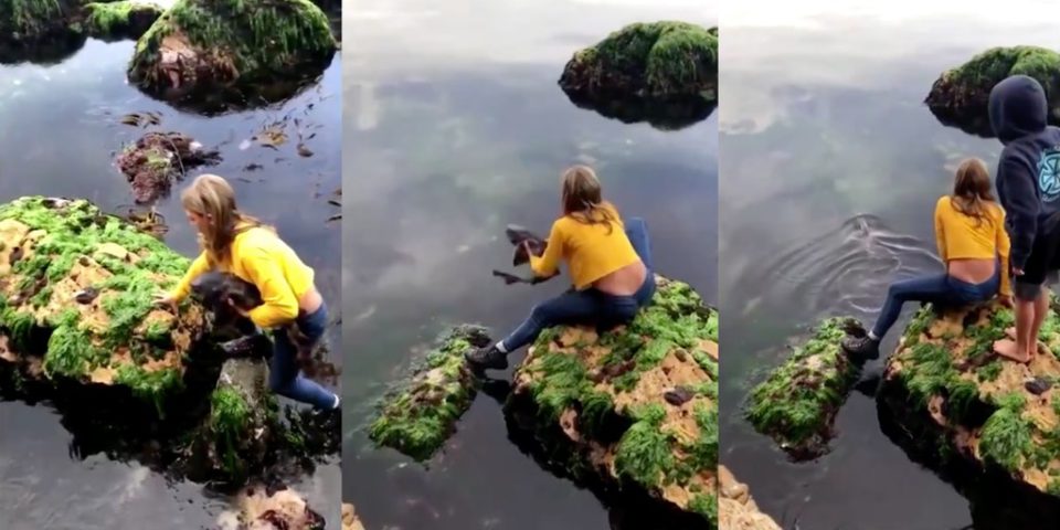 11 Year Old Girl Rescues Shark In Adorable Viral Video