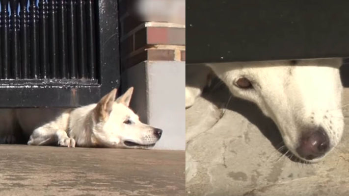 Unloved Dog Crawls Under Their Gate Asking For A Home, But Wife Won’t