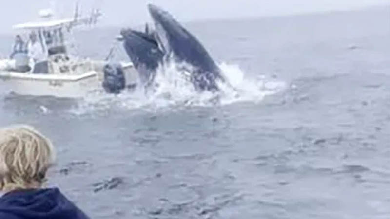 A whale strikes a boat off coast