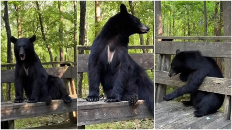 Black Bear on Porch