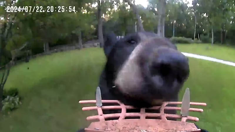 Hungry Black Bear