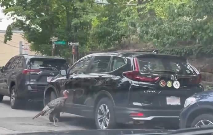 wild turkey attacks on cars