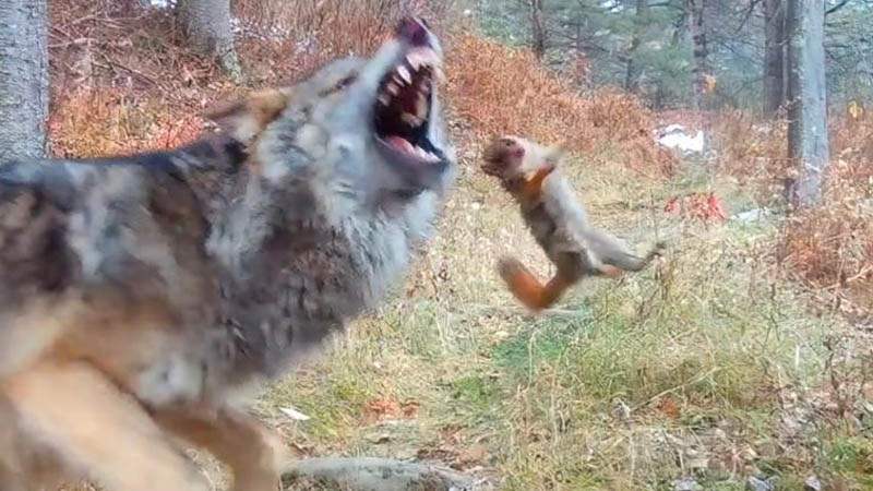 wolf pup discovering that capturing squirrels