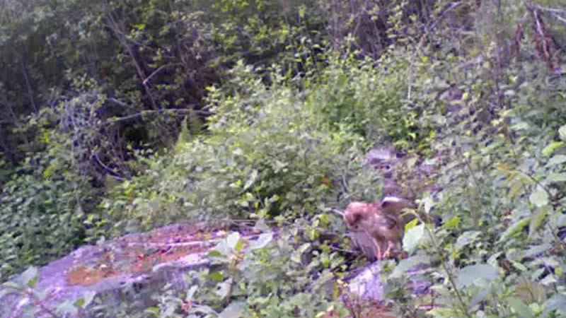 Rattlesnake Fight on Camera