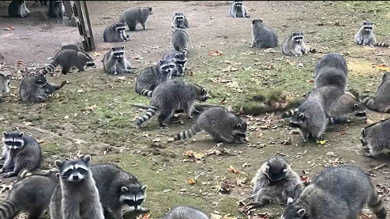 100 raccoons swarm woman's yard