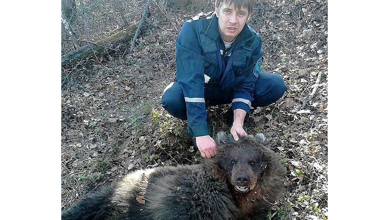 Hunters shot the bear